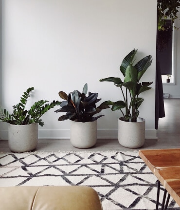 Plants